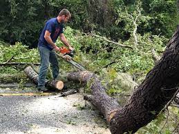 Reliable Stanberry, MO  Tree Services Solutions